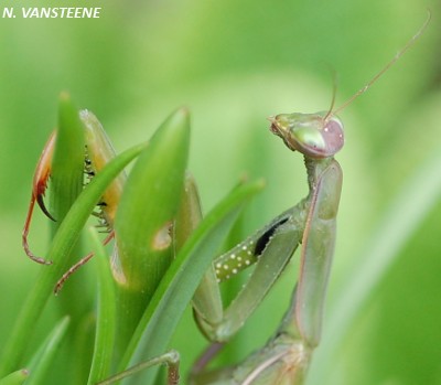 Mantis religiosa